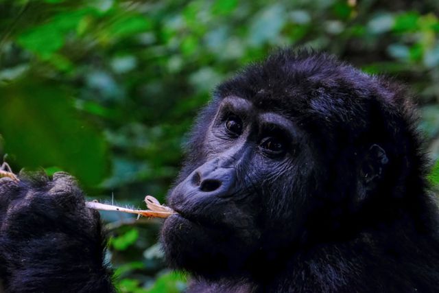 Three Nations Safari: Uganda, Kenya & Tanzania with Zanzibar Finale